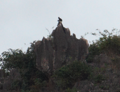 Trachypithecus delacouri