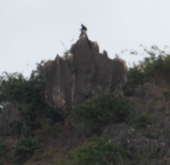 Trachypithecus delacouri