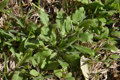 Erigeron philadelphicus