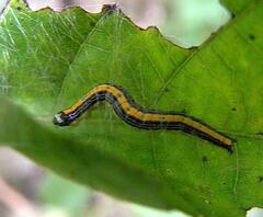 Epipaschia superatalis