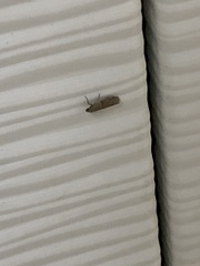 Ephestia elutella