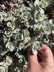Atriplex leucophylla