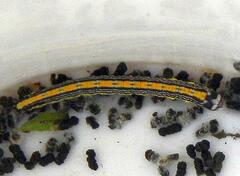 Epipaschia superatalis