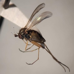 Calyxochaetus nodatus