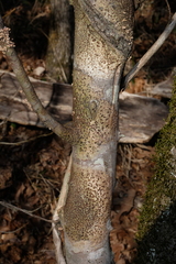 Bathelium carolinianum