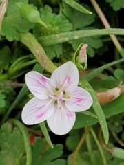 Claytonia virginica