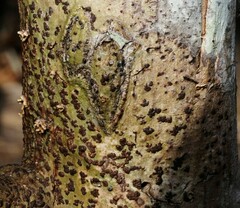 Bathelium carolinianum