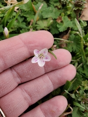 Claytonia virginica
