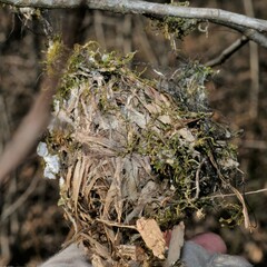 Vireo griseus