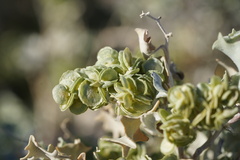 Atriplex hymenelytra
