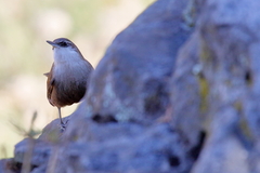 Ochetorhynchus melanurus