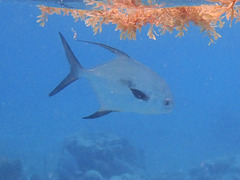Trachinotus falcatus