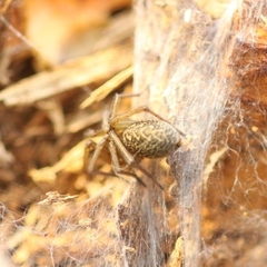 Eratigena agrestis