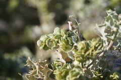 Atriplex hymenelytra