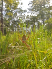 Argiope magnifica