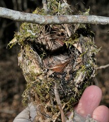 Vireo griseus