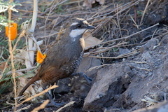Pteroptochos megapodius