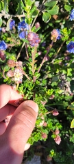 Ceanothus dentatus
