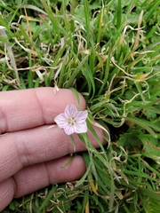 Claytonia virginica