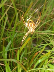 Argiope magnifica