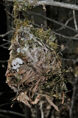 Vireo griseus