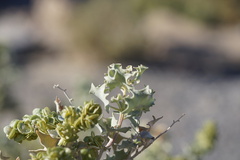 Atriplex hymenelytra
