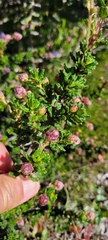 Ceanothus dentatus