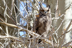 Bubo virginianus magellanicus