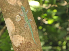 Phelsuma abbotti