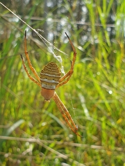 Argiope magnifica