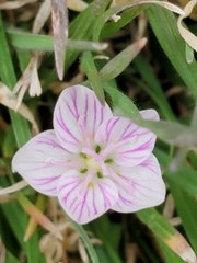 Claytonia virginica