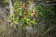 Magnolia grandiflora