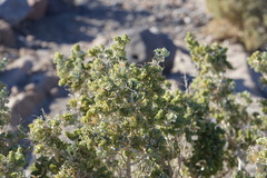 Atriplex hymenelytra