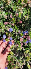 Ceanothus dentatus