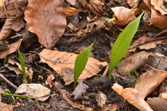 Allium ursinum