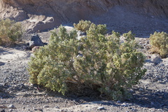 Atriplex hymenelytra
