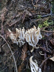 Clavulina rugosa