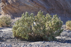 Atriplex hymenelytra