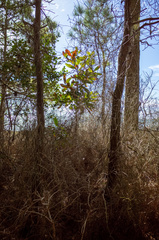 Magnolia grandiflora