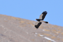 Daptrius megalopterus