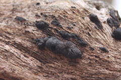 Annulohypoxylon annulatum