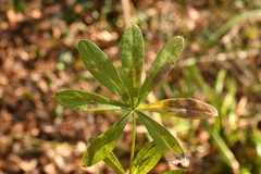 Galium odoratum