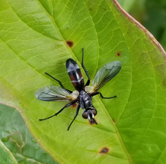 Cylindromyia interrupta