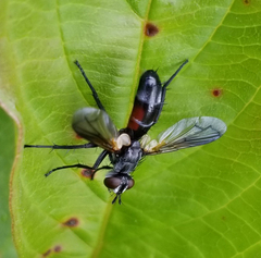Cylindromyia interrupta