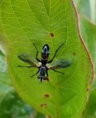 Cylindromyia interrupta