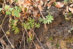 Galium odoratum