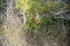Magnolia grandiflora