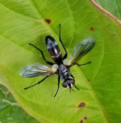 Cylindromyia interrupta