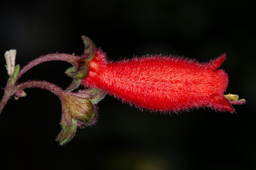 Gesneria decapleura