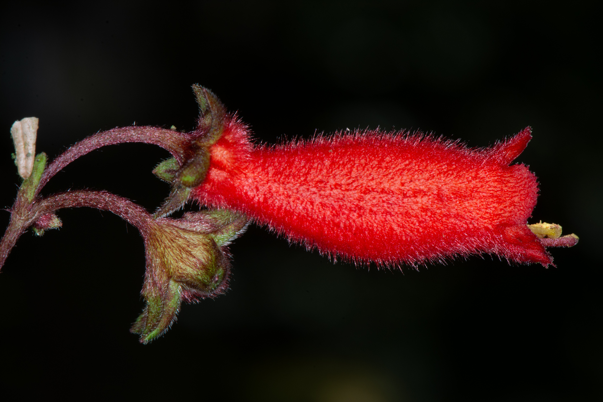 Gesneria decapleura